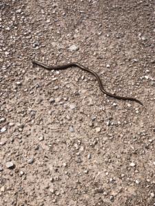 Click to view this image in a large viewer