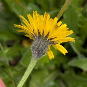 Click to view this image in a large viewer