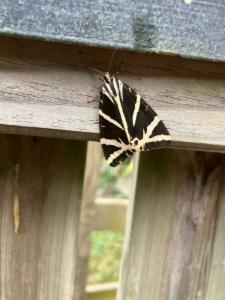 Click to view this image in a large viewer