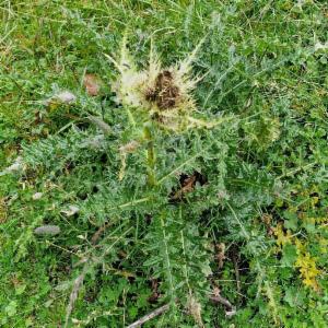 Click to view this image in a large viewer