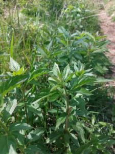 Click to view this image in a large viewer