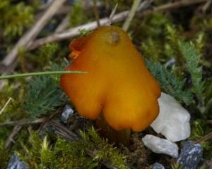 Click to view this image in a large viewer