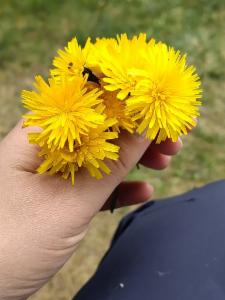 Click to view this image in a large viewer