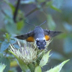 Click to view this image in a large viewer