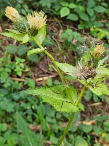 Click to view this image in a large viewer