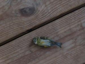 Click to view this image in a large viewer