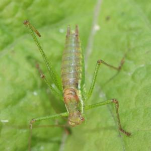 Click to view this image in a large viewer