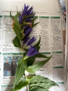 Click to view this image in a large viewer