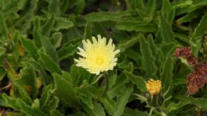 Click to view this image in a large viewer