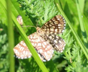 Click to view this image in a large viewer