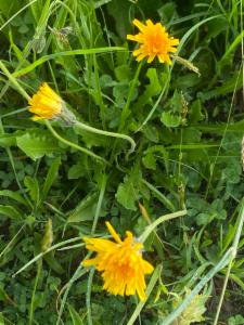 Click to view this image in a large viewer