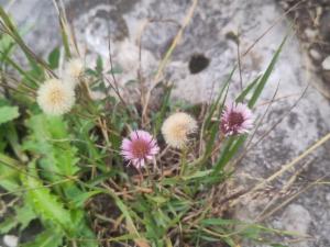 Click to view this image in a large viewer