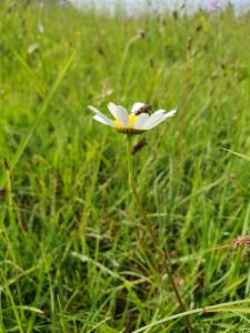 Click to view this image in a large viewer