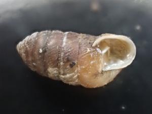 Click to view this image in a large viewer