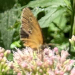 Click to view this image in a large viewer