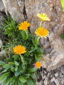 Click to view this image in a large viewer