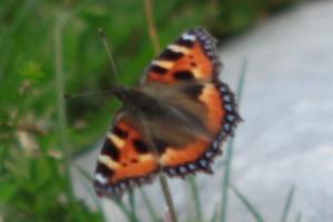 Click to view this image in a large viewer