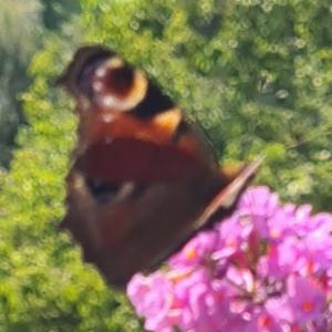 Click to view this image in a large viewer