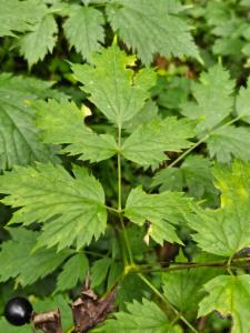 Click to view this image in a large viewer