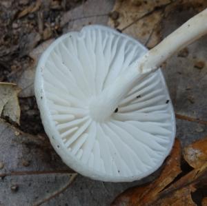 Click to view this image in a large viewer