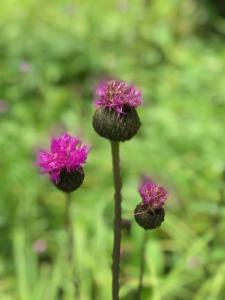 Click to view this image in a large viewer