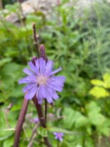 Click to view this image in a large viewer