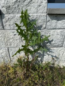 Click to view this image in a large viewer