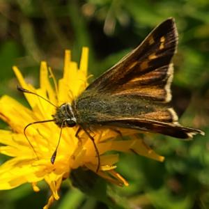 Click to view this image in a large viewer