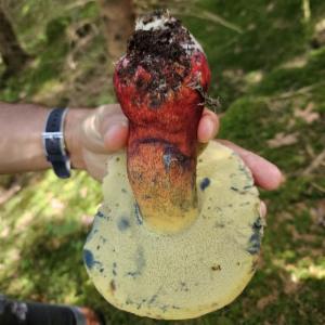 Click to view this image in a large viewer