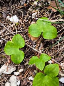 Click to view this image in a large viewer