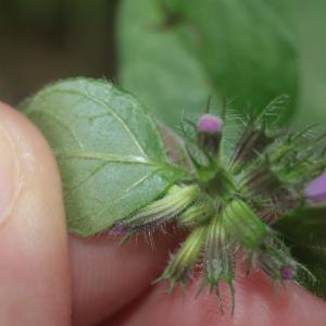 Click to view this image in a large viewer