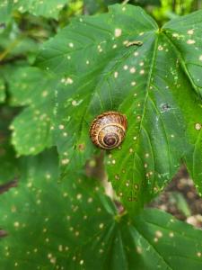 Click to view this image in a large viewer