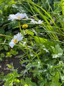 Click to view this image in a large viewer