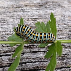 Click to view this image in a large viewer