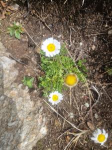 Click to view this image in a large viewer