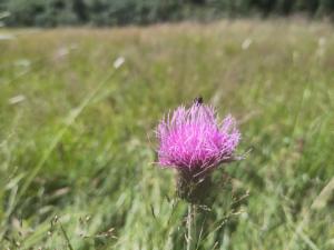 Click to view this image in a large viewer