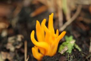 Click to view this image in a large viewer