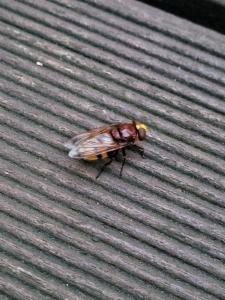 Click to view this image in a large viewer