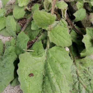 Click to view this image in a large viewer