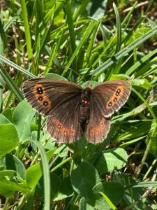 Click to view this image in a large viewer