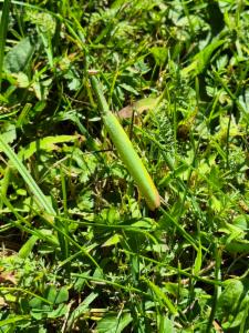 Click to view this image in a large viewer