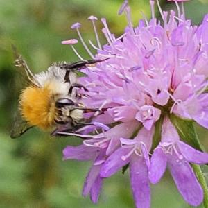 Click to view this image in a large viewer