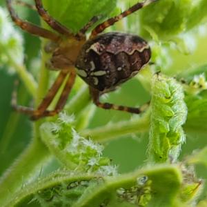 Click to view this image in a large viewer