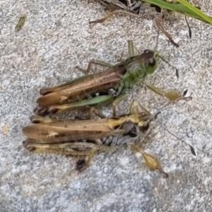 Click to view this image in a large viewer