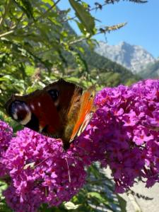 Click to view this image in a large viewer