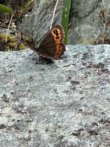 Click to view this image in a large viewer