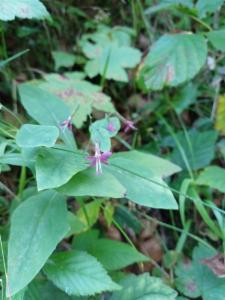 Click to view this image in a large viewer