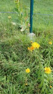 Click to view this image in a large viewer