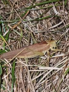 Click to view this image in a large viewer