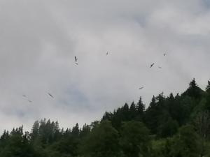 Click to view this image in a large viewer